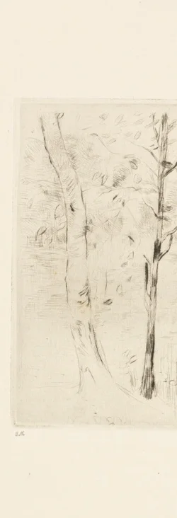 左側の太い樹幹