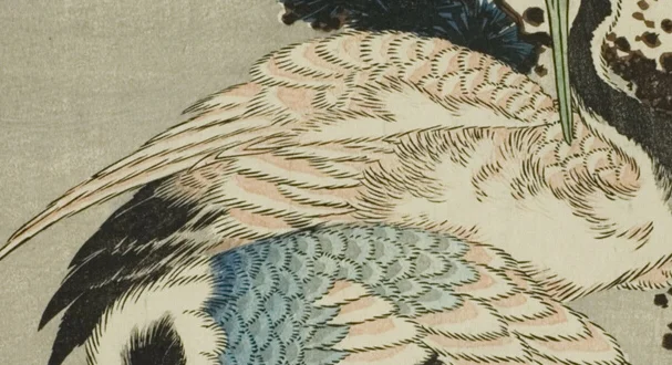 羽毛の繊細な線描