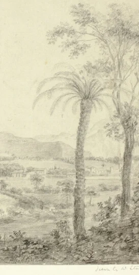 背の高いヤシの木