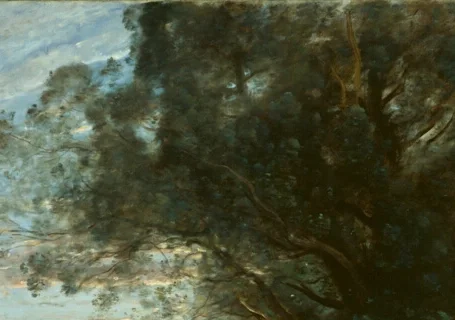 銀色に輝く樹冠の上部