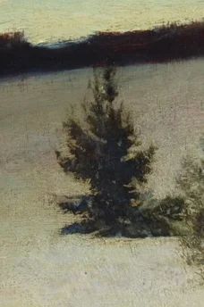 雪原に立つ常緑樹