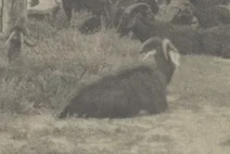 道の中央で休む山羊