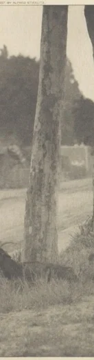 左端の太い並木の幹