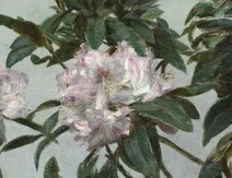 中央のシャクナゲの花