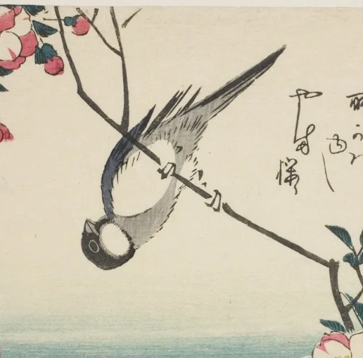 シジュウカラ(四十雀)