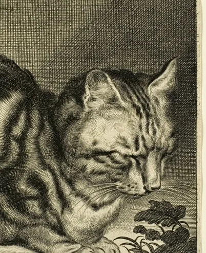 眠っている猫の顔