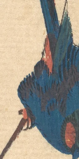 鳥の青い羽の模様