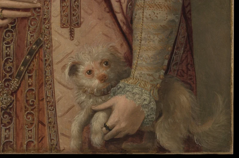 女性が抱いている小さな白い犬