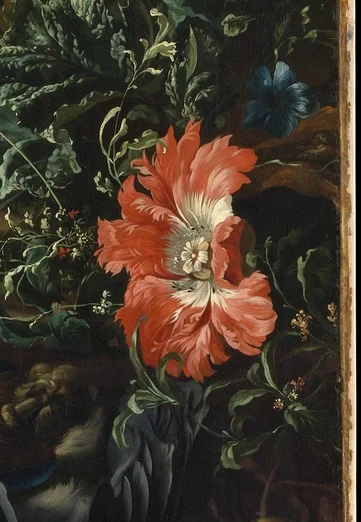 鮮やかな赤いポピーの花