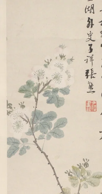 上部の白い花の塊