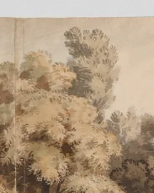 垂直に伸びる高い木